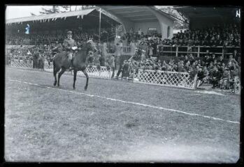 Une jument de Morlaix à la fête du cheval de Morlaix