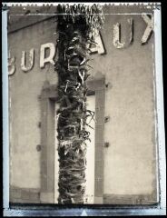 1 vue Rue des Ecossais, entrée des bureaux, palmier avec en arrière-plan l'inscription 