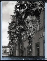 1 vue Rue des Ecossais, entrée des bureaux, allée de palmiers
